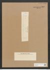 Diatomeae indet. Zeichnungen Sammlung Grunow Nr. 4562 (NHMW-BOT-W0372520)